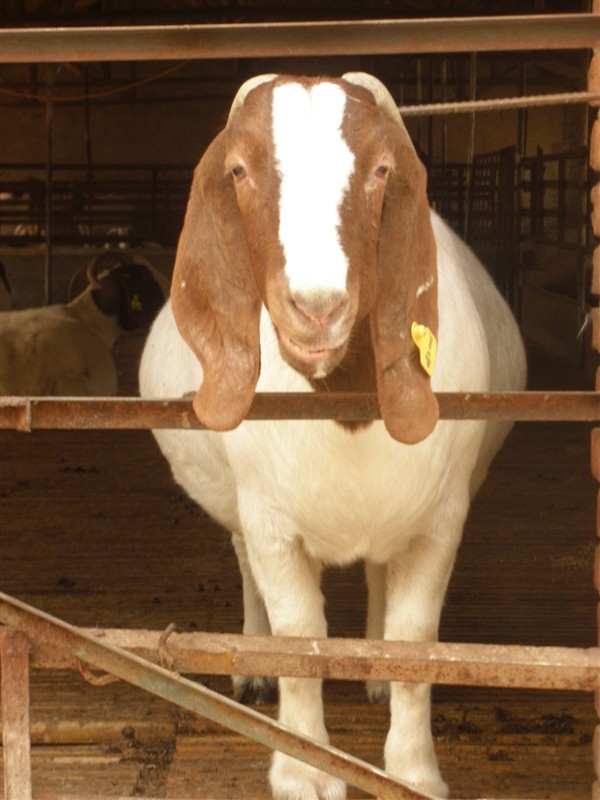 波尔山羊种母羊