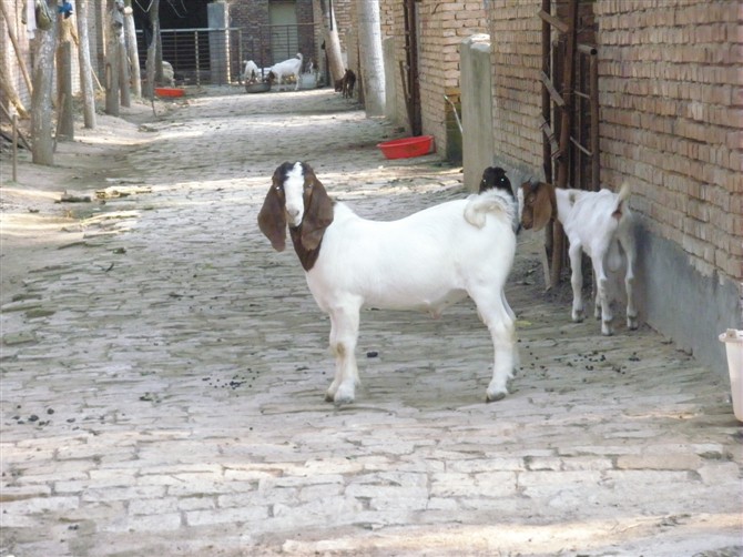 波尔山羊种公羊